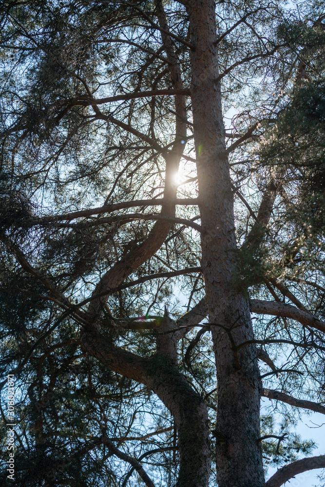 Pine tree in the Buinerbos in The Netherlands, in Drenthe Pine tree in the Buinerbos in The Netherlands, in Drenthe