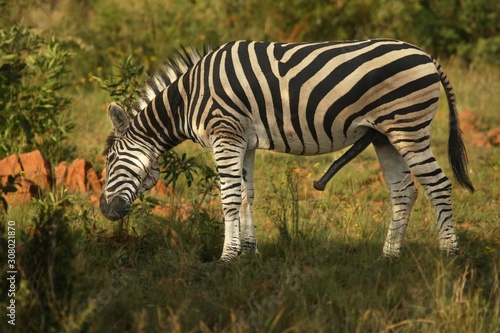 Tablou pe pânză The plains zebra (Equus quagga, formerly Equus burchellii) mail with erection and green background