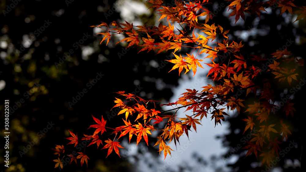 Red japanese maple leaves at autumn season at Koyasan in Wakayama, Japan Red japanese maple leaves at autumn season at Koyasan in Wakayama, Japan