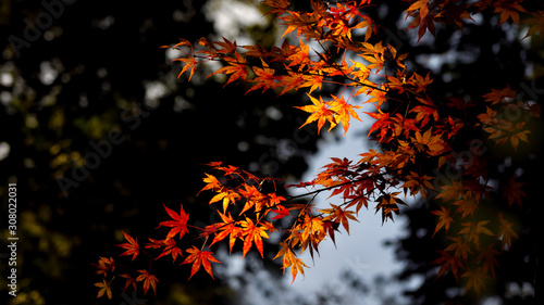 Red japanese maple leaves at autumn season at Koyasan in Wakayama, Japan