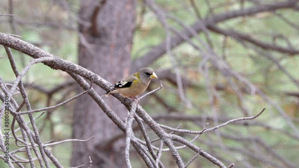 Evening Grosbeak flying in and landing on a tree branch in the forest and then flying off Evening Grosbeak flying in and landing on a tree branch in the forest and then flying off