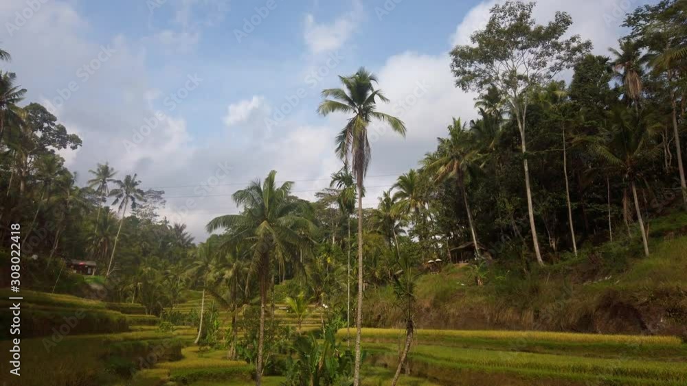Pan up of Tegalalang Rice Paddies in Ubud, Bali, Indonesia Pan up of Tegalalang Rice Paddies in Ubud, Bali, Indonesia