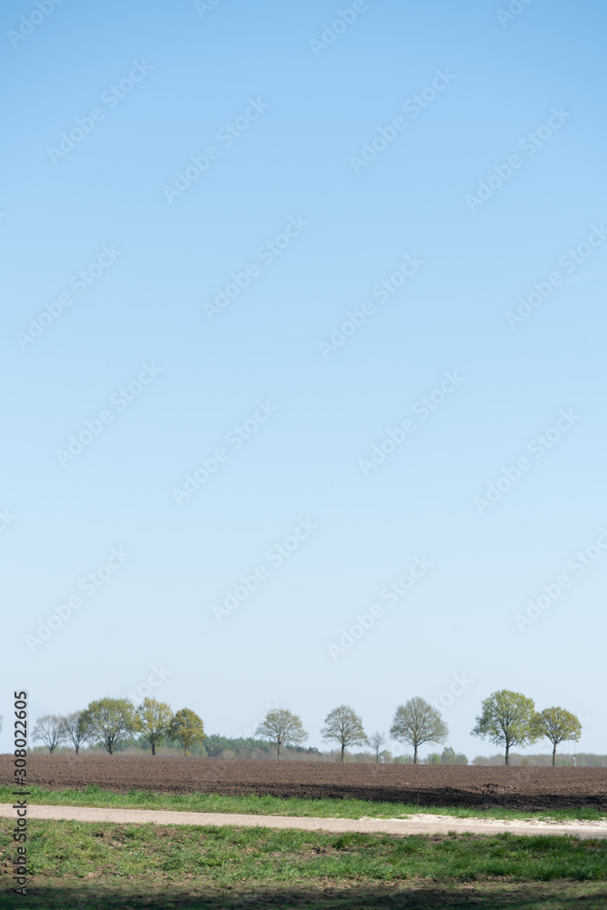 Obraz premium Trees along the horizon on the hills of the Hondsrug (hills) in Drenthe (The Netherlands) near Buinen