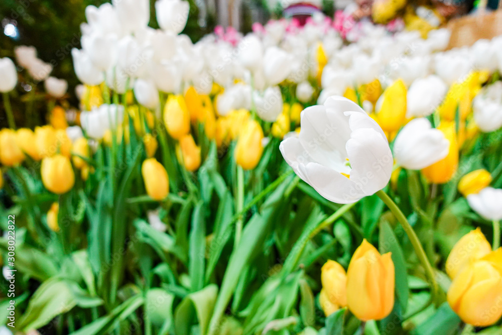 Obraz premium Beautiful white tulip flower blooming inside indoor garden