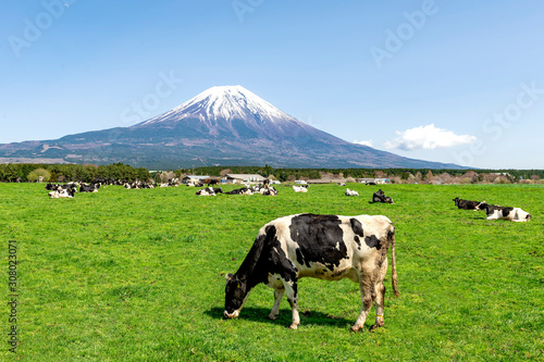 Fuji Moutain and Cows at Asagiri Highland in Spring Sunny Day, Fujinomiya, Shizuoka, Japan