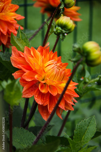 Orange flower in the garden. © filatovamila