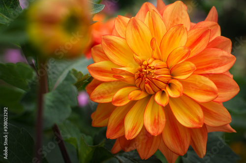 Orange dahlia flower closeup.