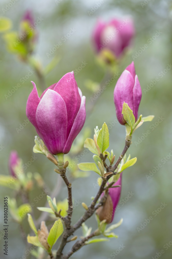Fototapeta premium Magnolia × soulangeana (saucer magnolia) is a hybrid plant in the genus Magnolia and family Magnoliaceae. Magnolia × soulangeana flowers, blurred beautiful bokeh background