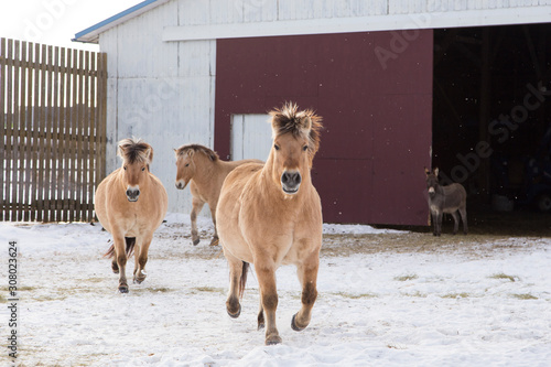 Cute miniature horses trotting happily in pen and tiny donkey standing in front of barn during a winter afternoon, Ste. Foy area, Quebec City, Quebec, Canada photo