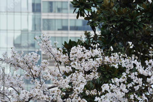 tree in bloom