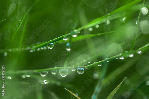 raindrops hanging on grass