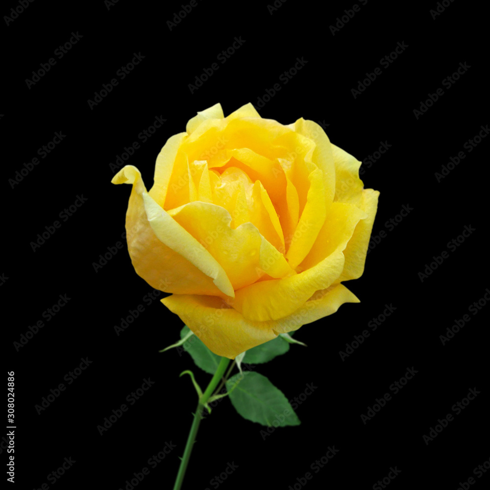 Beautiful yellow rose isolated on a black background Beautiful yellow rose isolated on a black background
