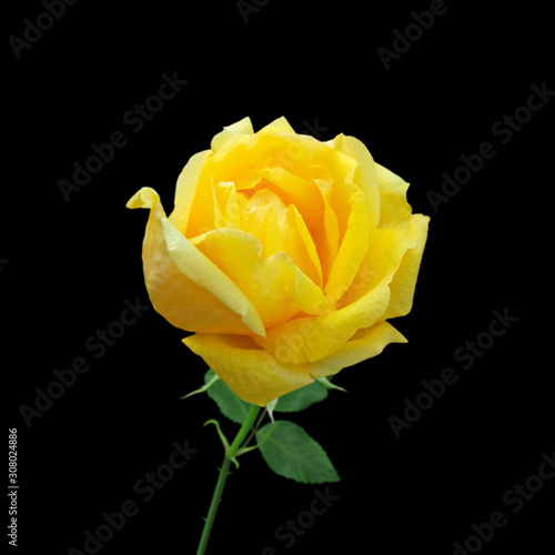 Beautiful yellow rose isolated on a black background