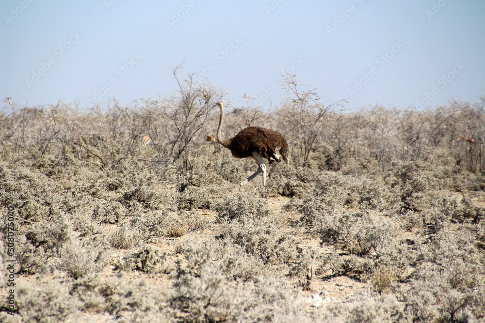 Afrikanischer Strauß Struthio camelus in der Savanne von Namibia Afrikanischer Strauß Struthio camelus in der Savanne von Namibia