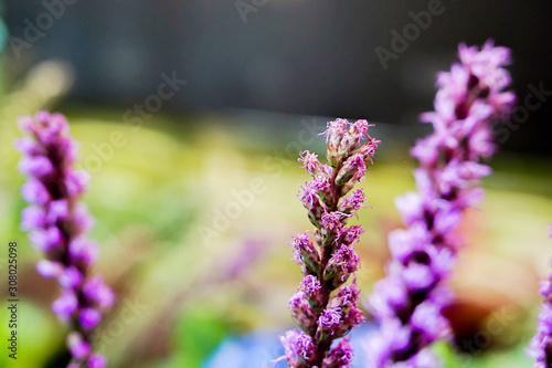 Closeup top of lavender flowers on blurry background.  Young and not young and not yet grow 