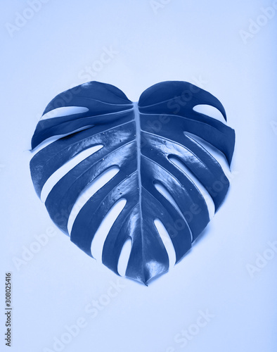 Dark blue monstera leaf. The shape of a heart. Blue - trend by 2020.