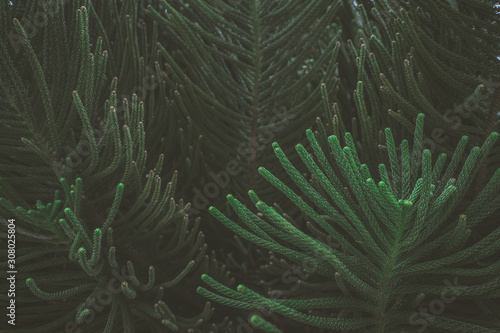 The abstract nature dark green background tropical leaves, the leaf of a pine tree.