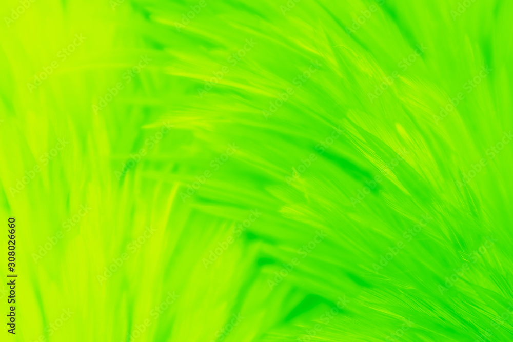 Beautiful abstract colorful yellow and light green feathers on white background and soft white yellow feather texture on white pattern, lemon color background Beautiful abstract colorful yellow and light green feathers on white background and soft white yellow feather texture on white pattern, lemon color background