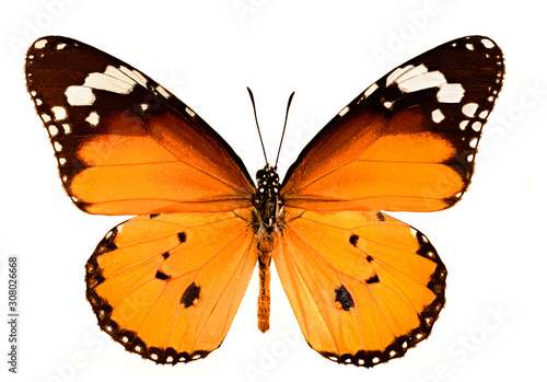 cut out image of the plain tiger butterfly, Danaus Chrysippus