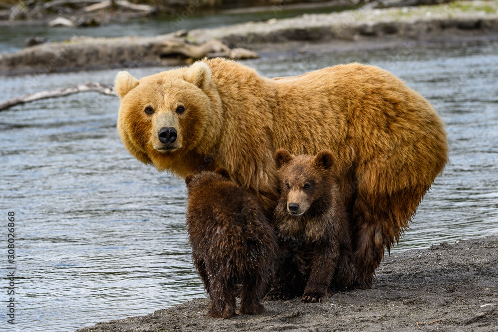 Obraz premium Ruling the landscape, brown bears of Kamchatka (Ursus arctos beringianus)