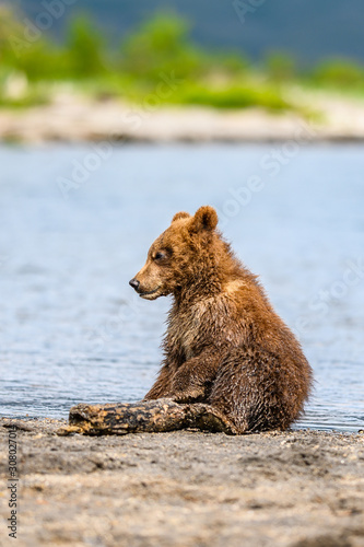 Ruling the landscape, brown bears of Kamchatka (Ursus arctos beringianus) © vaclav