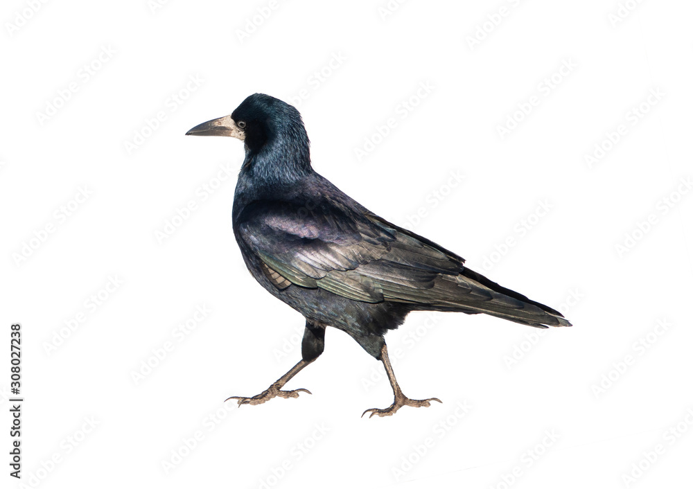 A walking rook is isolated on a white background. A walking rook is isolated on a white background.
