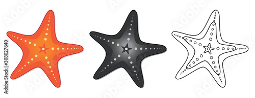 Set with a starfish in different styles of drawing. Vector illustration of a star isolated on a white background.