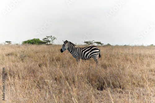 Wild zebra at the savannah in Kenya
