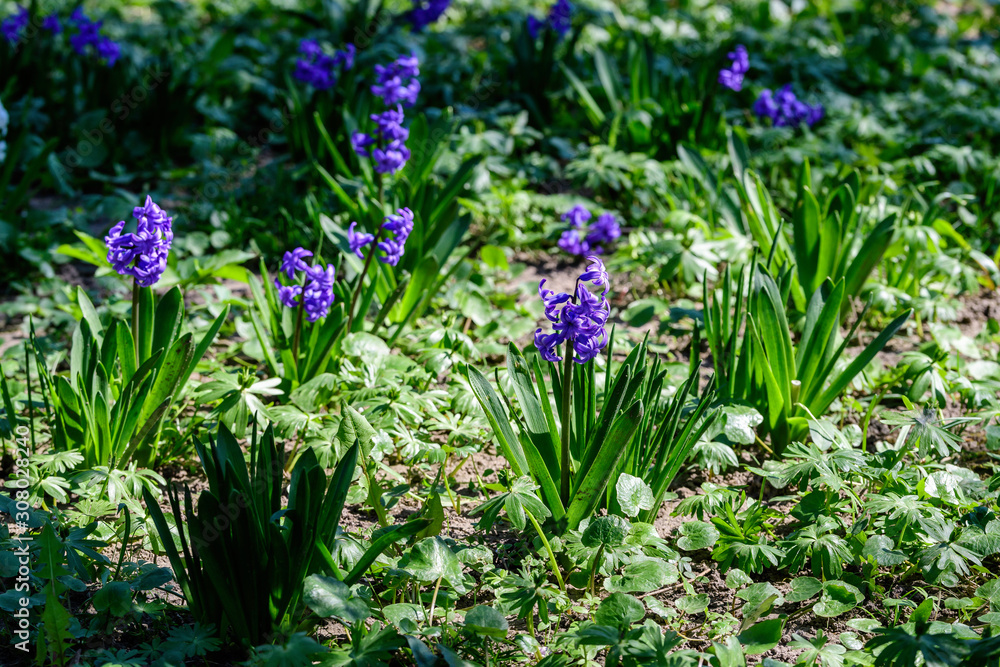 Fototapeta premium Many blue wild hyacinth flowers and green leaves in an abandoned garden, in a sunny spring day