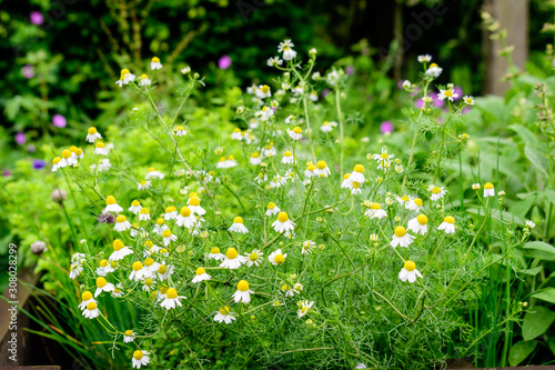 Fresh vivid yellow and white flowers of chamomile or camomile plant in a herbs garden in a sunny summer day