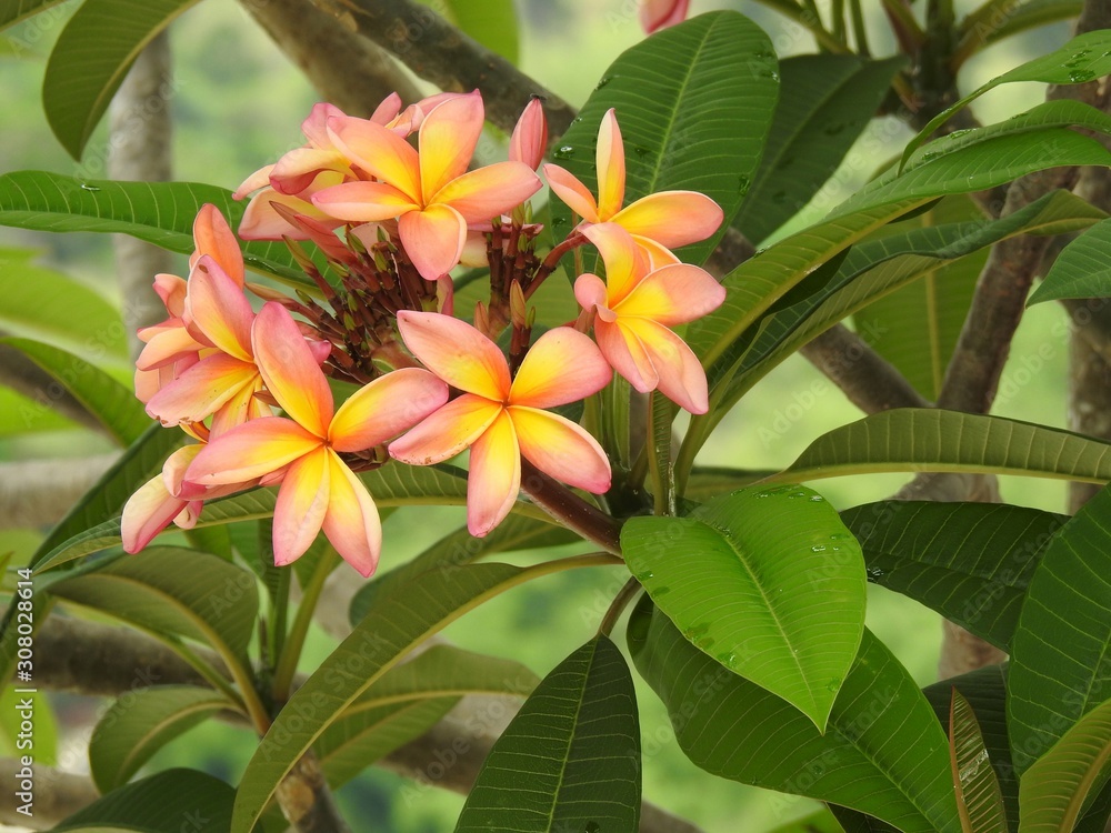 A branch with pink-yellow plumeria flowers (also known as frangipani). Clusters of five-petal blossoms and bright green leaves, illuminated by spring sunlight. 