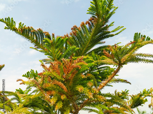 Sirsa, Haryana, India / 6 December 2019: Norfolk Island Pine also known as Araucaria Heterophylla in a small village of Haryana. photo