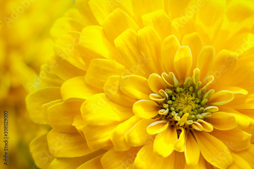 closeup beautiful yellow chrysanthemum flower in the garden  flower background