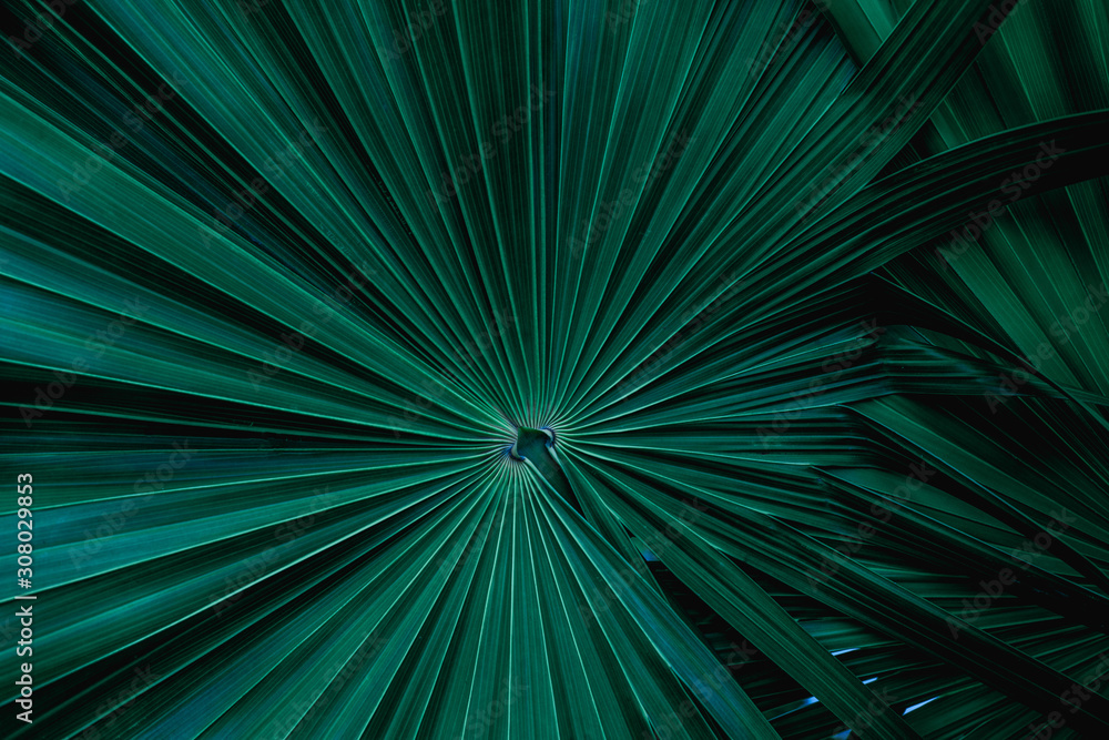 tropical palm leaf and shadow, abstract natural green background, dark blue tone tropical palm leaf and shadow, abstract natural green background, dark blue tone