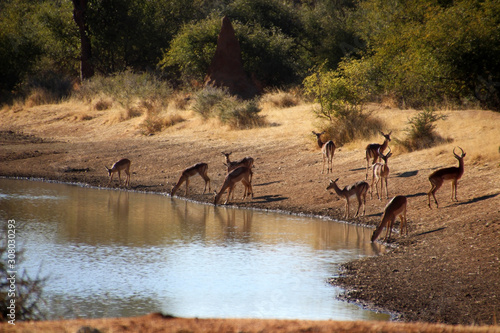 Fototapeta Naklejka Na Ścianę i Meble -  Afrikanische Antilope in der Savanne von Namibia