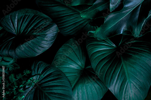 green leaves nature background  closeup leaves texture  tropical leaves