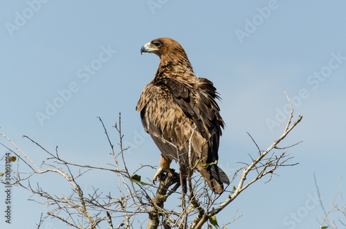 Wallpaper Mural Aigle ravisseur,.Aquila rapax , Tawny Eagle Torontodigital.ca
