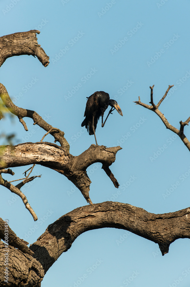 Bec ouvert africain,.Anastomus lamelligerus, African Openbill Bec ouvert africain,.Anastomus lamelligerus, African Openbill