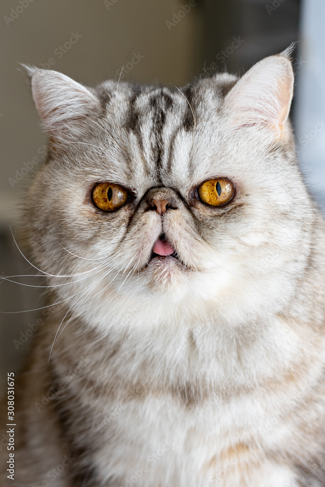 Persian gray cat with yellow eyes shows tongue