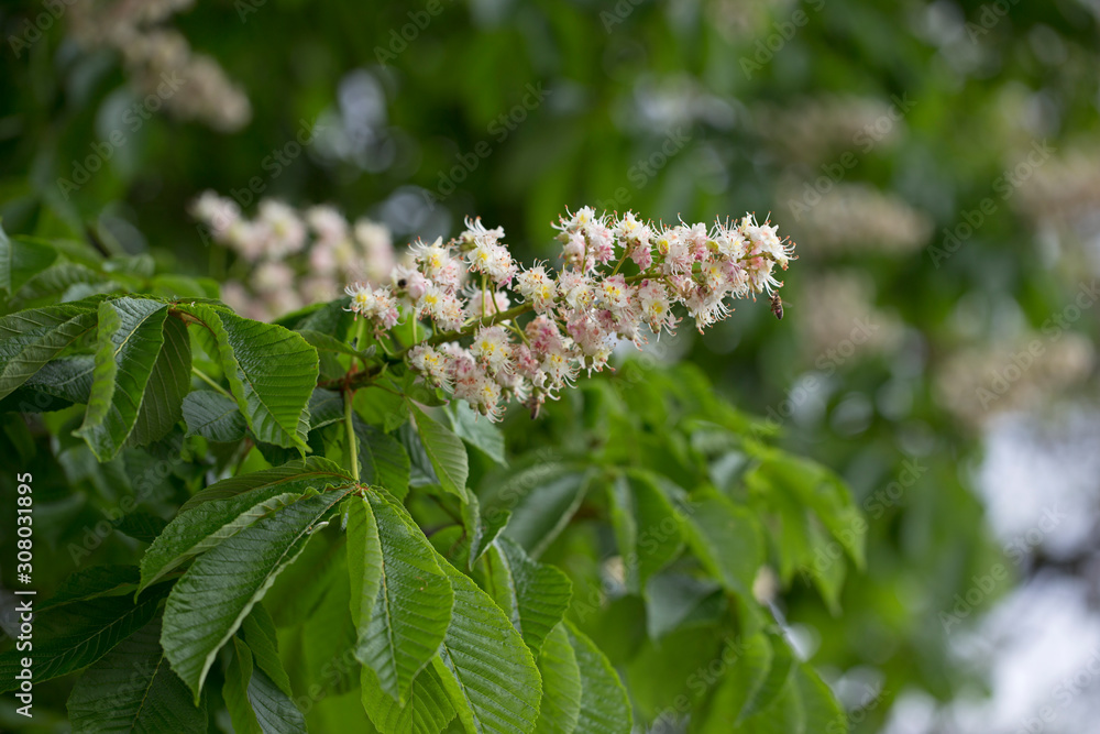 flowers Horse-chestnut (Aesculus hippocastanum) flowers Horse-chestnut (Aesculus hippocastanum)
