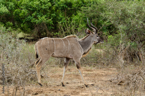 Grand koudou  m  le  Tragelaphus strepsiceros  Afrique du Sud