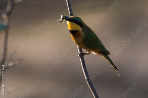 Guêpier nain,.Merops pusillus , Little Bee eater photo