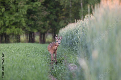 young male European roe deer (Capreolus capreolus), summer among cereal fields in the evening light. 