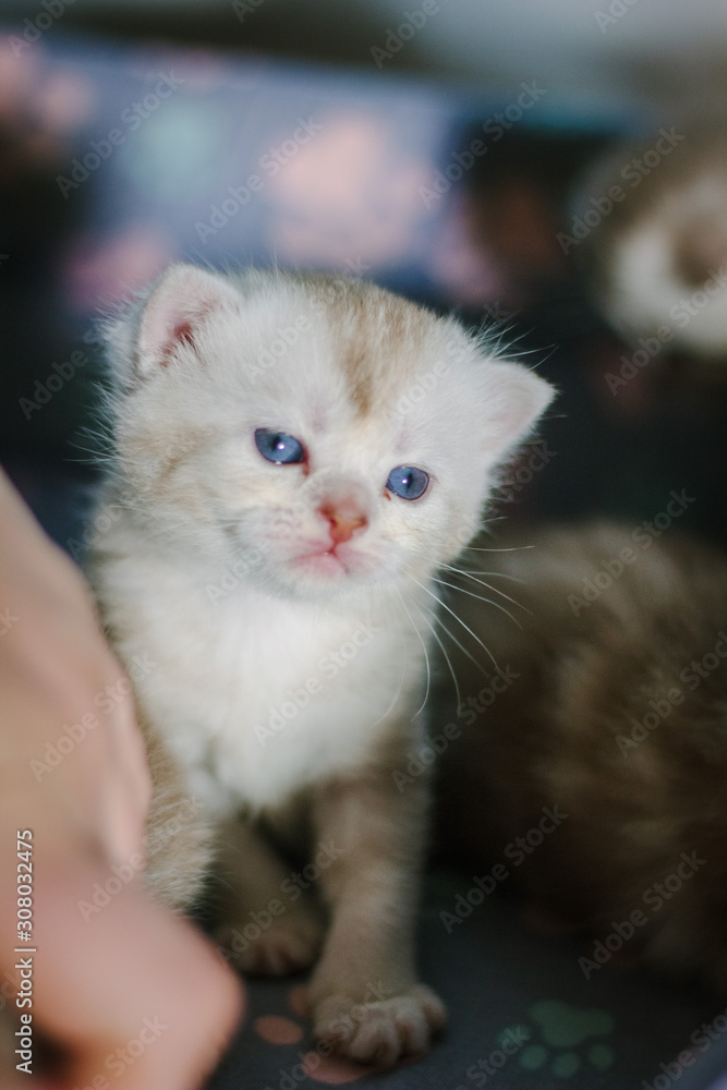 Portrait of beautiful scottish straight gray kitten