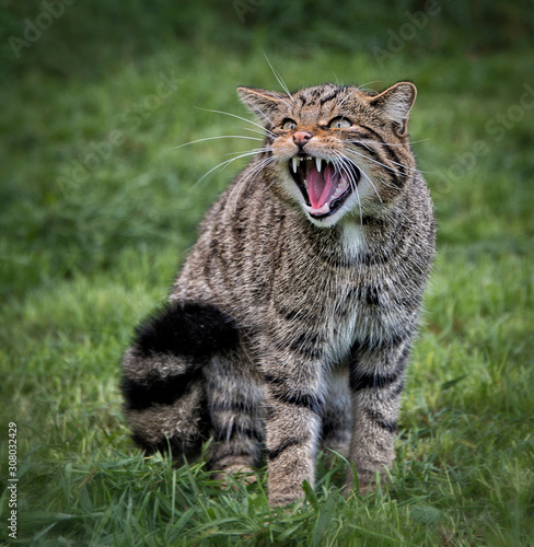 Tableau sur toile Scottish wildcat growling towards camera