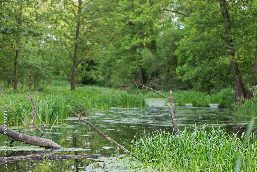 Swamp landscape in Europe. Swamp in Natural Forest. natural swamp. Swamp landscape in Europe. Swamp in Natural Forest. natural swamp.