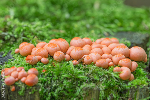 Quadro em tela Lycogala epidendrum, commonly known as wolf's milk, groening's slime is a cosmopolitan species of myxogastrid amoeba which is often mistaken for a fungus