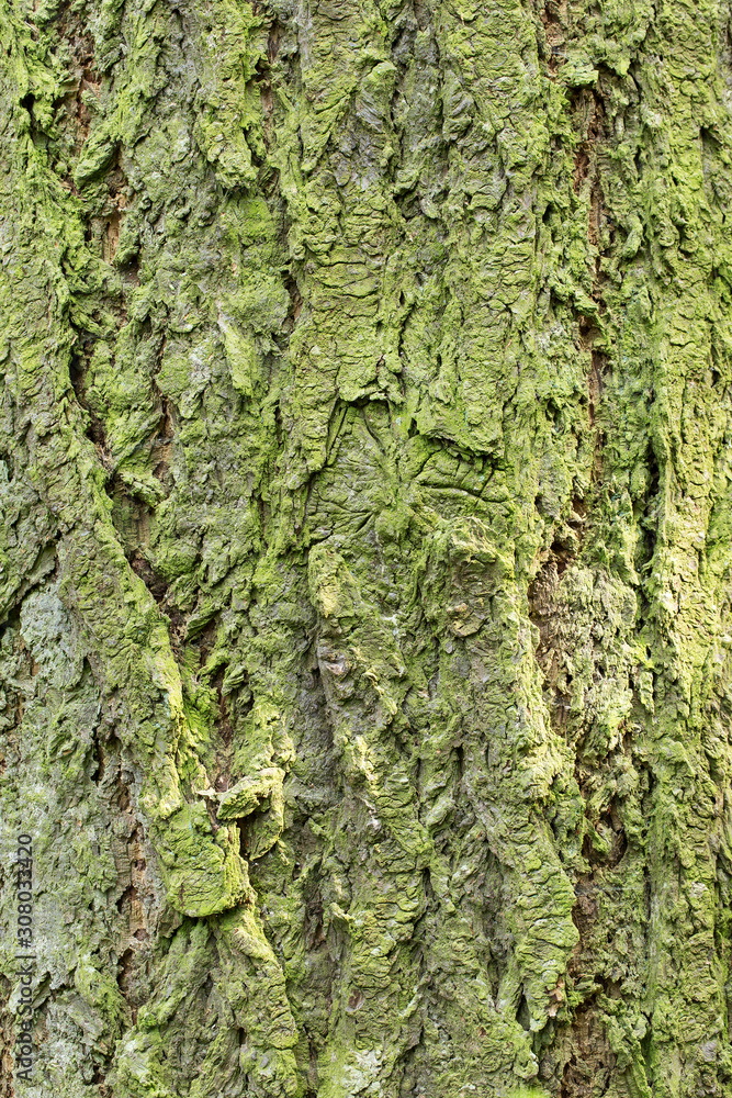 Detail of Douglas fir tree bark. Relief texture of the bark of Douglas fir. Embossed texture of the brown bark. natural texture of Douglas fir bark. Detail of Douglas fir tree bark. Relief texture of the bark of Douglas fir. Embossed texture of the brown bark. natural texture of Douglas fir bark.