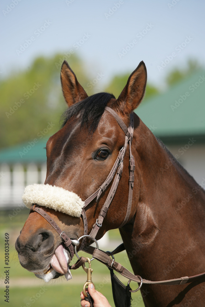 Fototapeta premium Horse in a pasture on a farm