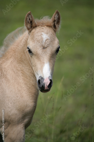 Horse in a pasture on a farm